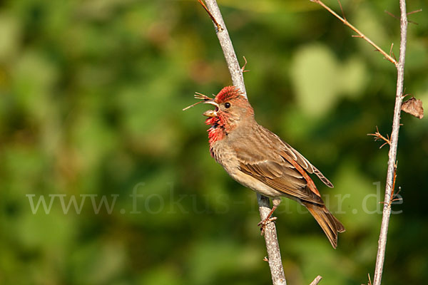 Karmingimpel (Carpodacus erythrinus)