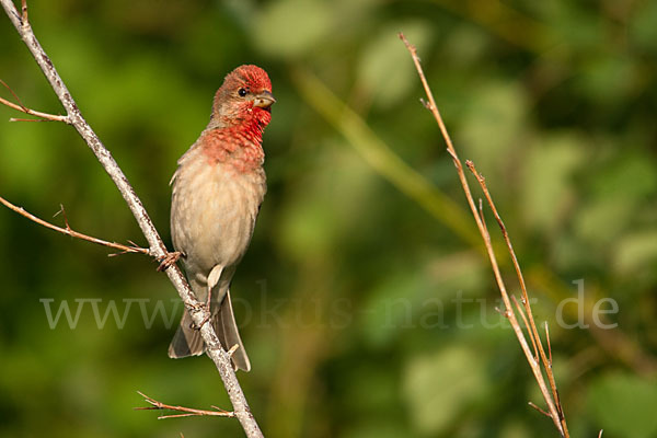 Karmingimpel (Carpodacus erythrinus)