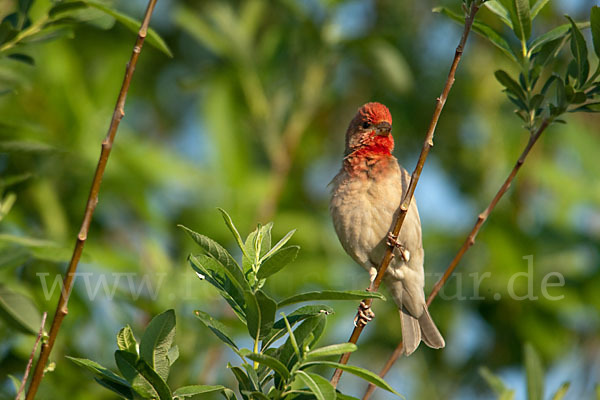 Karmingimpel (Carpodacus erythrinus)