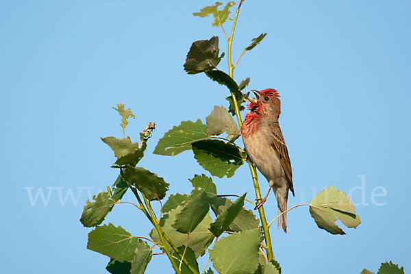 Karmingimpel (Carpodacus erythrinus)