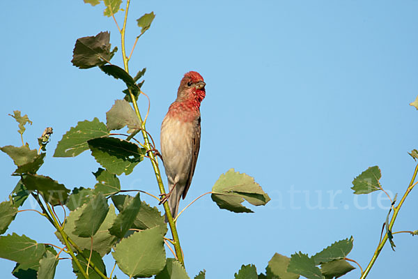 Karmingimpel (Carpodacus erythrinus)