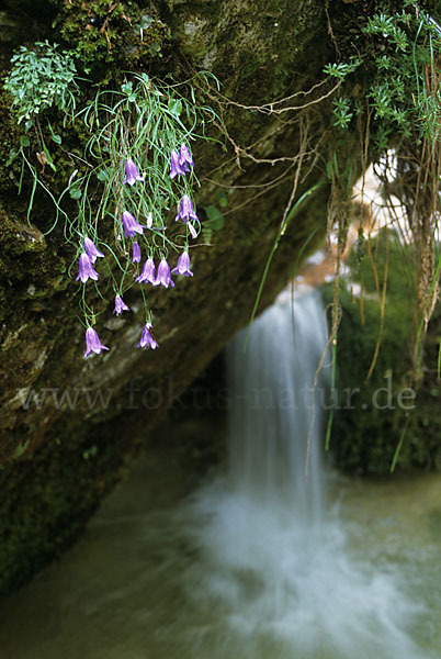 Karnische Glockenblume (Campanula carnica)