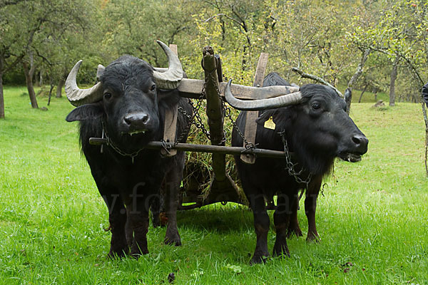 Karpatenbüffel (Bubalus arnee sspec.)