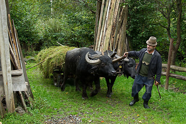 Karpatenbüffel (Bubalus arnee sspec.)