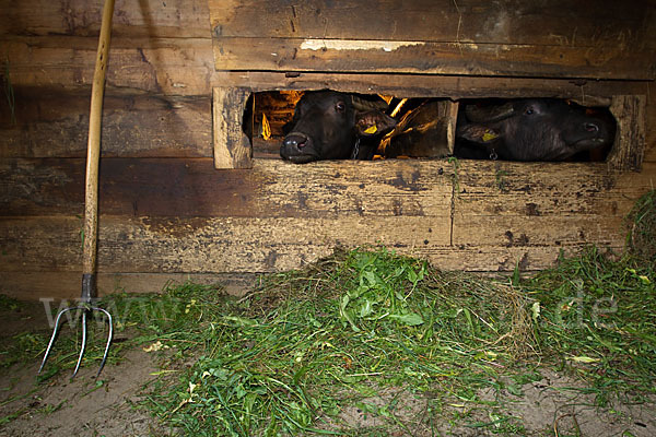 Karpatenbüffel (Bubalus arnee sspec.)