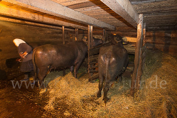 Karpatenbüffel (Bubalus arnee sspec.)