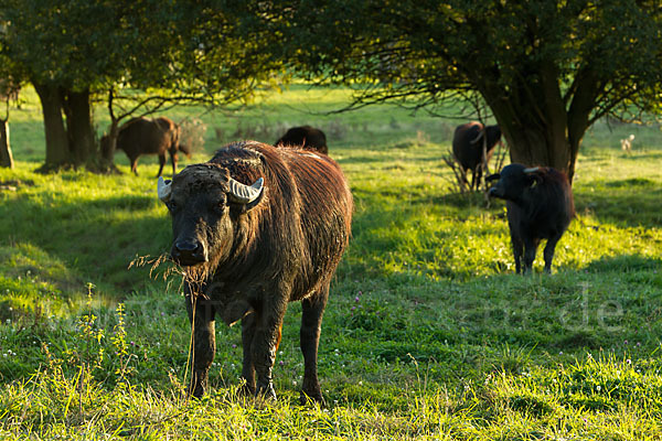 Karpatenbüffel (Bubalus arnee sspec.)