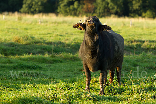 Karpatenbüffel (Bubalus arnee sspec.)