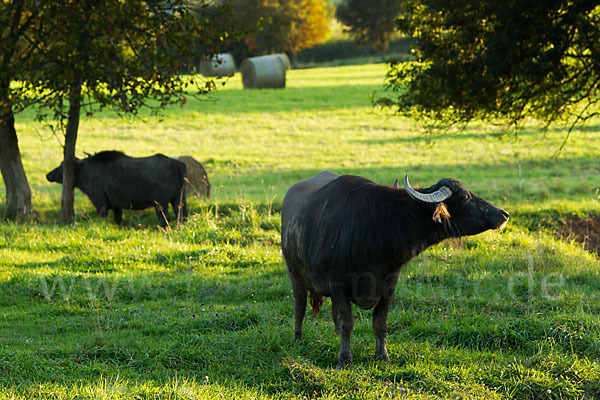 Karpatenbüffel (Bubalus arnee sspec.)