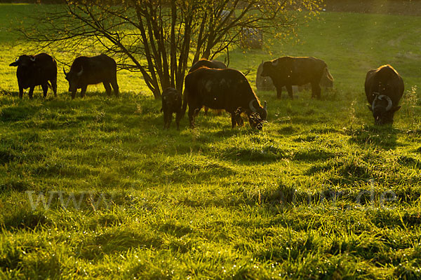 Karpatenbüffel (Bubalus arnee sspec.)