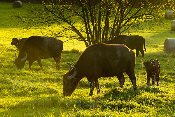 Karpatenbüffel (Bubalus arnee sspec.)