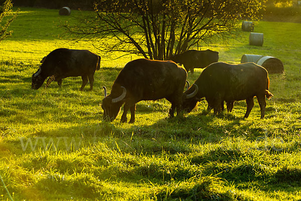 Karpatenbüffel (Bubalus arnee sspec.)