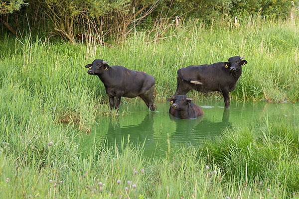 Karpatenbüffel (Bubalus arnee sspec.)