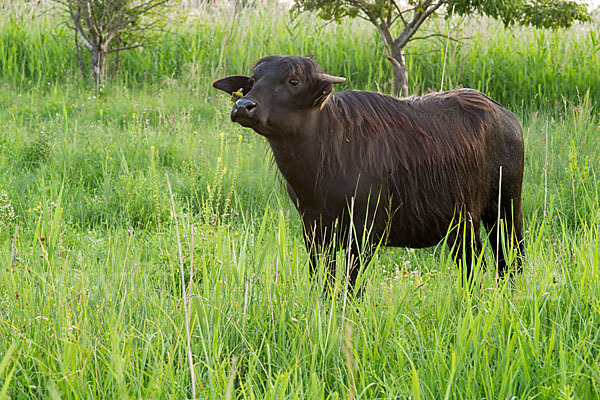 Karpatenbüffel (Bubalus arnee sspec.)