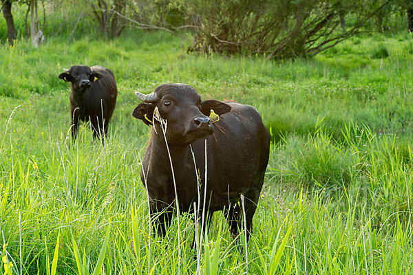 Karpatenbüffel (Bubalus arnee sspec.)