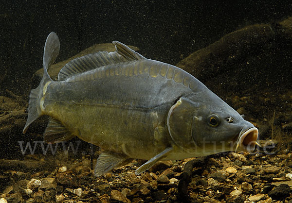 Karpfen (Cyprinus carpio)