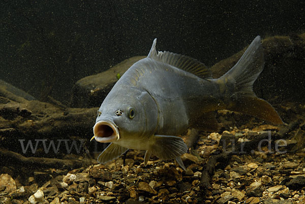 Karpfen (Cyprinus carpio)