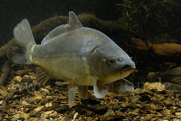 Karpfen (Cyprinus carpio)