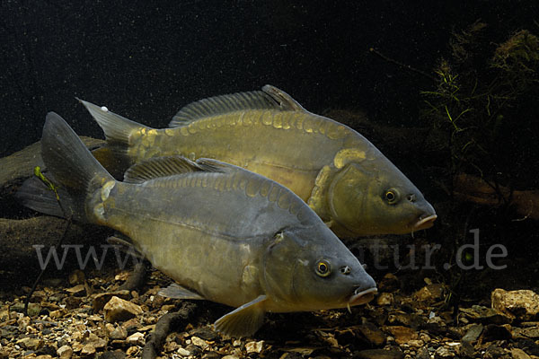 Karpfen (Cyprinus carpio)