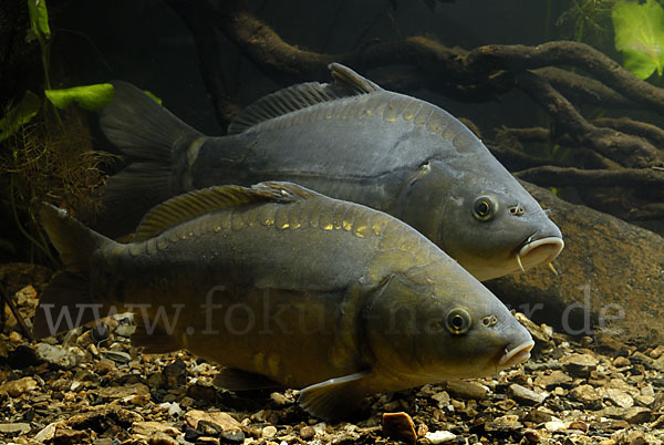 Karpfen (Cyprinus carpio)