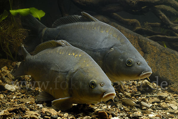 Karpfen (Cyprinus carpio)