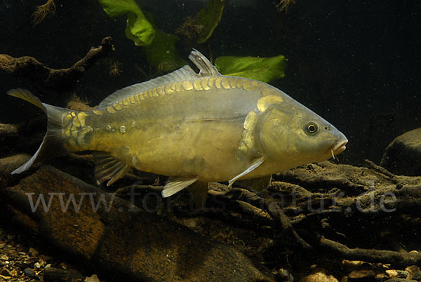 Karpfen (Cyprinus carpio)