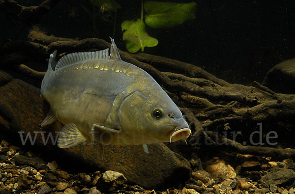 Karpfen (Cyprinus carpio)