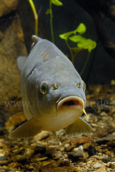 Karpfen (Cyprinus carpio)