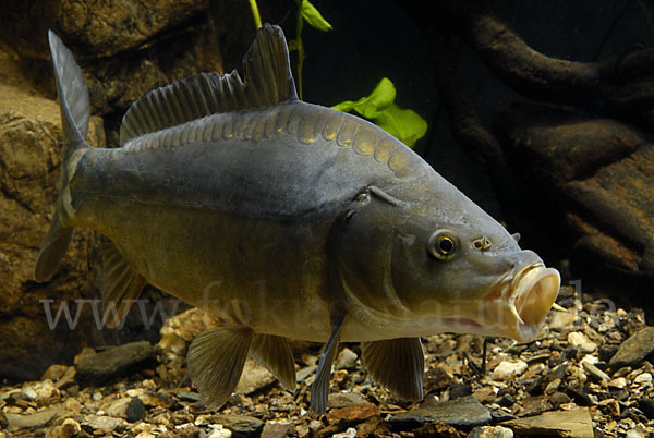 Karpfen (Cyprinus carpio)