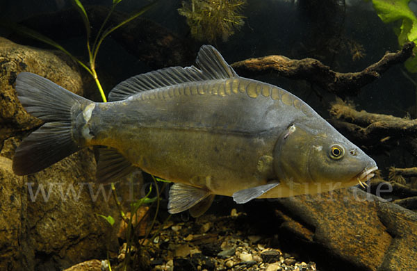 Karpfen (Cyprinus carpio)