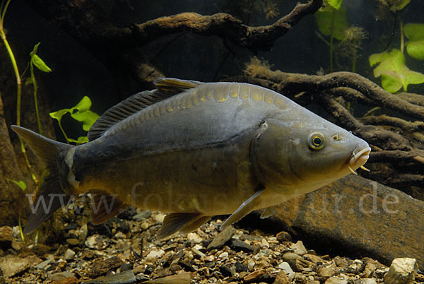 Karpfen (Cyprinus carpio)