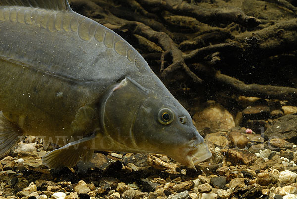 Karpfen (Cyprinus carpio)