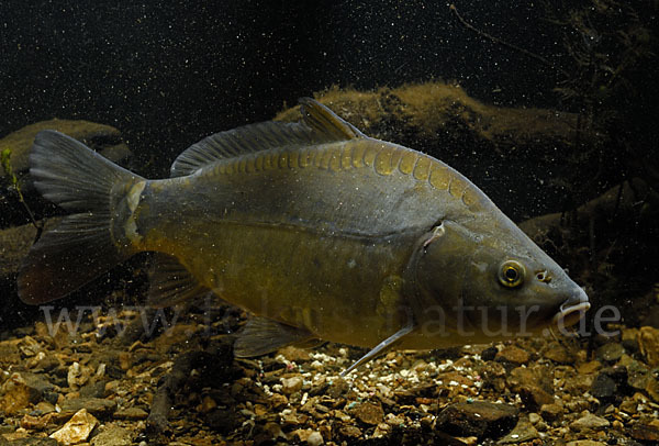 Karpfen (Cyprinus carpio)