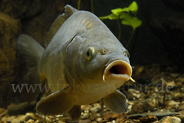 Karpfen (Cyprinus carpio)