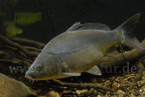 Karpfen (Cyprinus carpio)