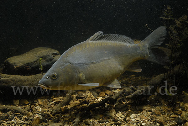 Karpfen (Cyprinus carpio)