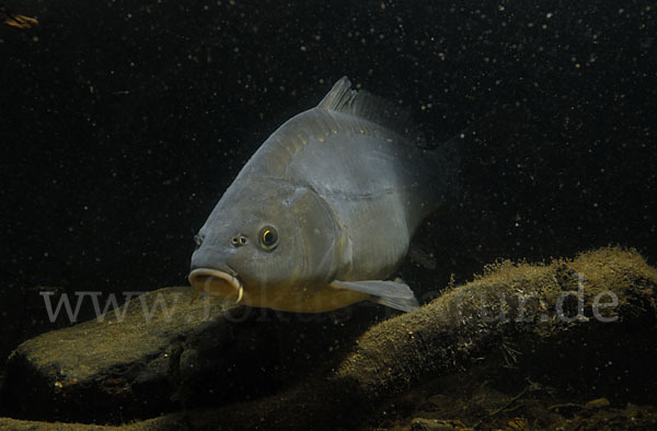 Karpfen (Cyprinus carpio)