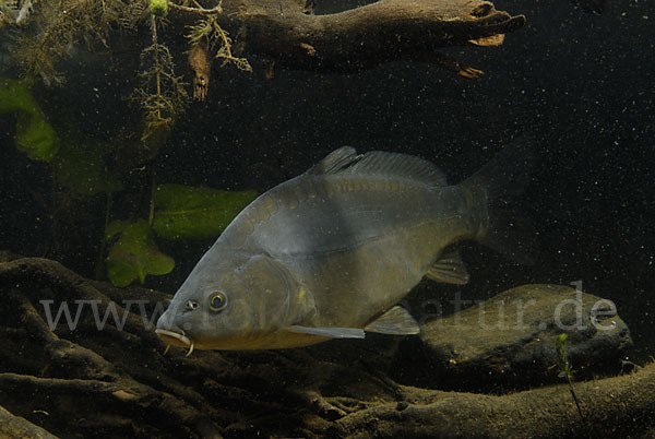 Karpfen (Cyprinus carpio)