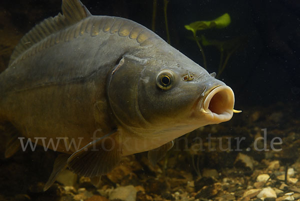 Karpfen (Cyprinus carpio)