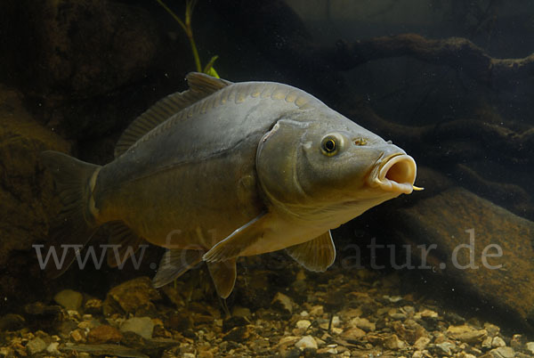 Karpfen (Cyprinus carpio)