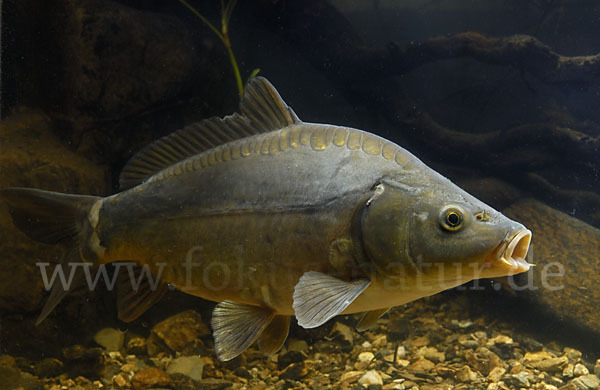 Karpfen (Cyprinus carpio)