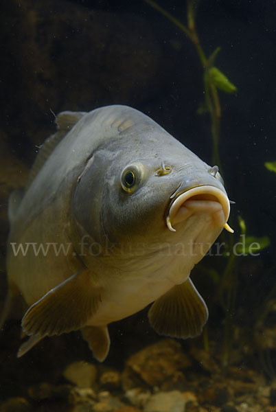 Karpfen (Cyprinus carpio)