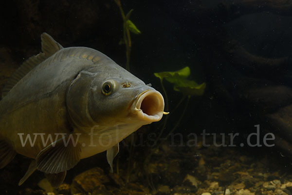 Karpfen (Cyprinus carpio)