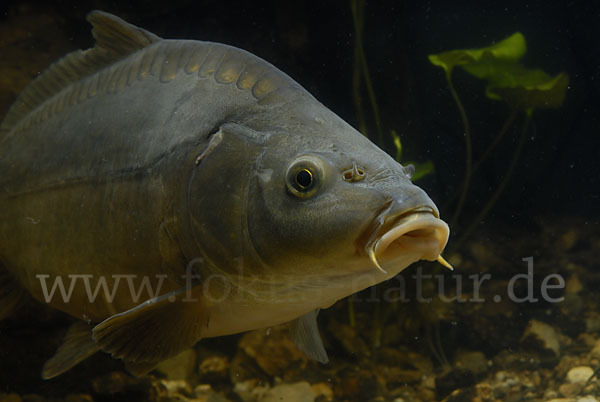 Karpfen (Cyprinus carpio)