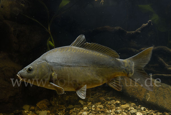 Karpfen (Cyprinus carpio)