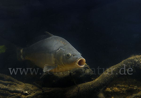 Karpfen (Cyprinus carpio)