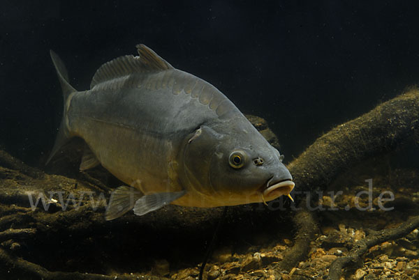 Karpfen (Cyprinus carpio)