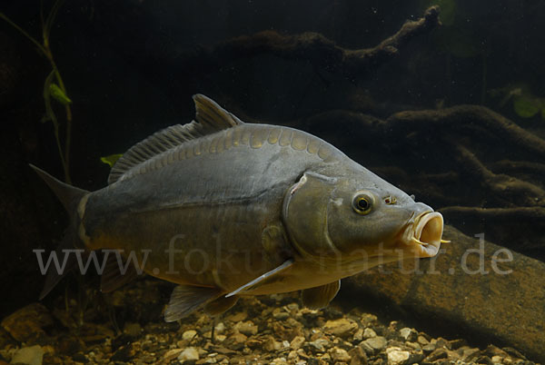 Karpfen (Cyprinus carpio)