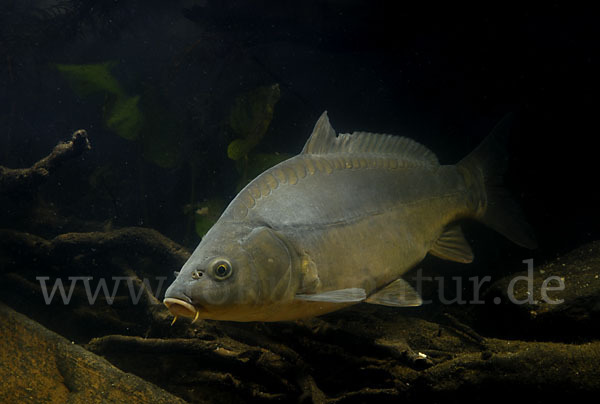 Karpfen (Cyprinus carpio)