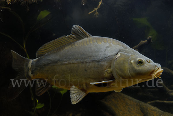 Karpfen (Cyprinus carpio)